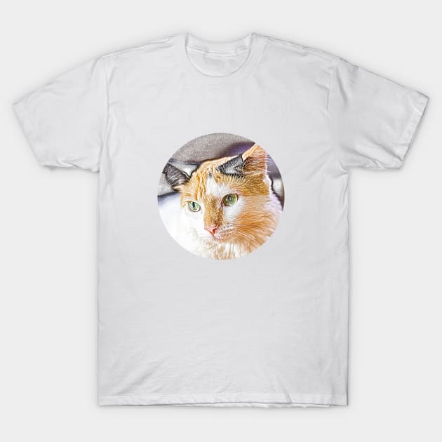 all cats are beautiful T-Shirt by rickylabellevie